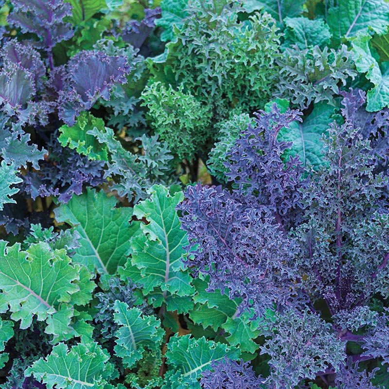 Gurneys Winter Wonderland Mixed Kale Seed