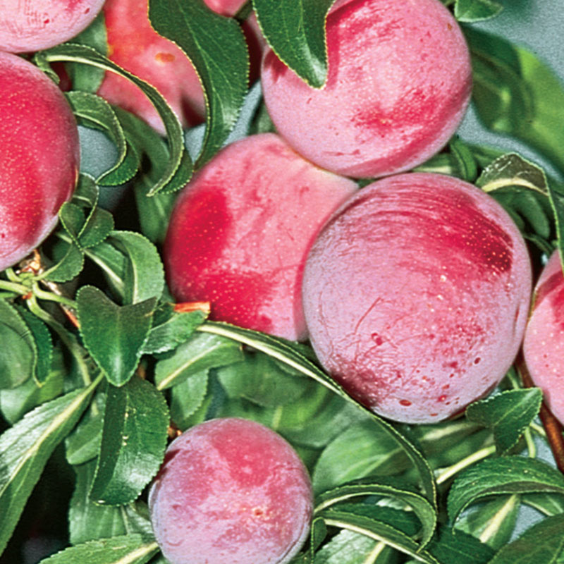 Ruby Sweet Plum Tree