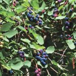 Saskatoon Blueberry Plant