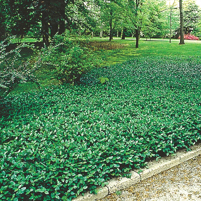Purple Wintercreeper Plant