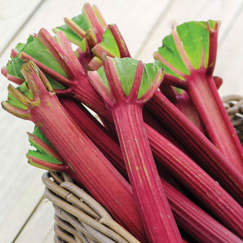 Chipmans Canada Red Rhubarb Plant