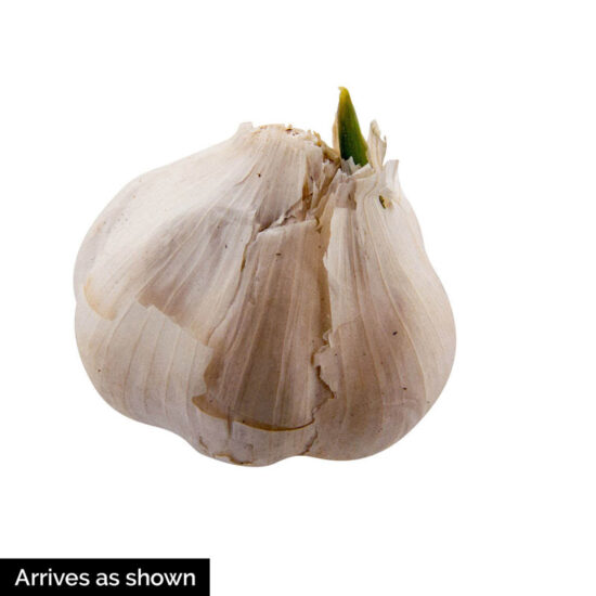 California White Softneck Garlic