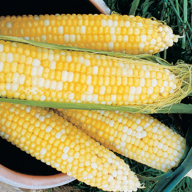 Honey & Cream Hybrid Sweet Corn Seed