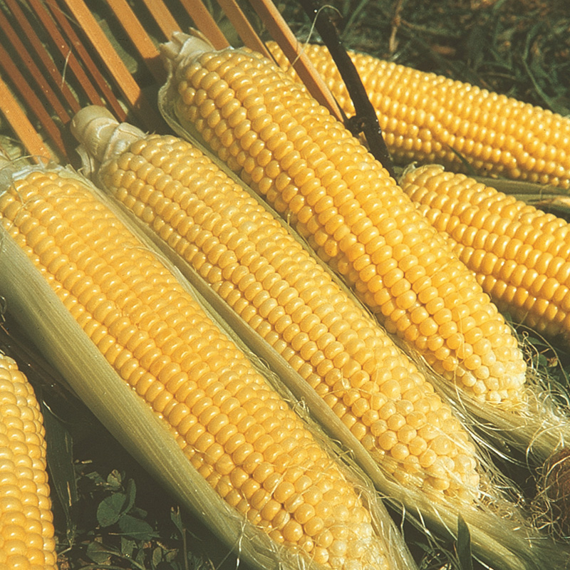 Kandy Korn Hybrid Sweet Corn Seed