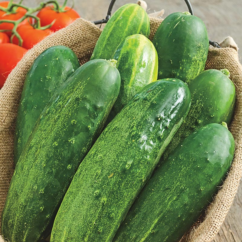 Straight Eight Slicing Cucumber Seed