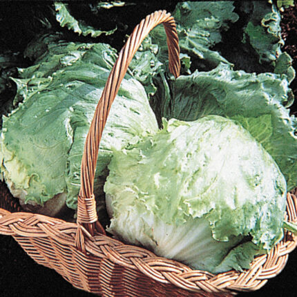 Ithaca Head Lettuce Seed