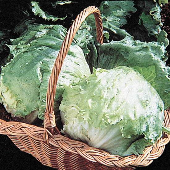 Ithaca Head Lettuce Seed