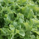 Salad Bowl Leaf Lettuce Seed