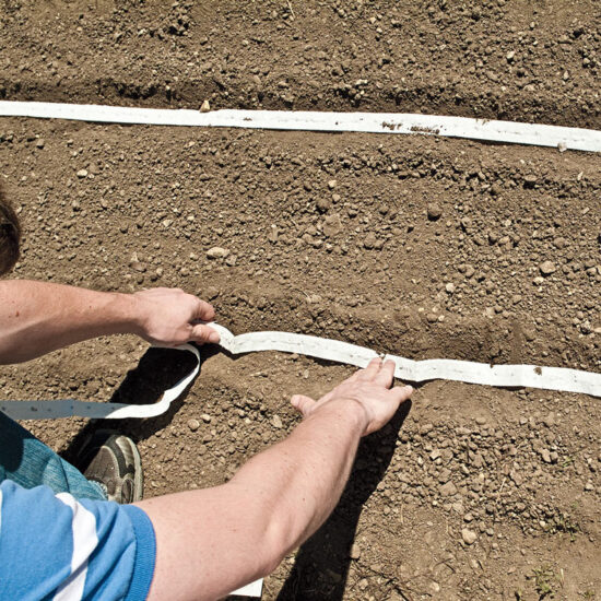 Salad Bowl Leaf Lettuce Seed