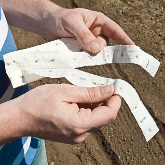 Salad Bowl Leaf Lettuce Seed