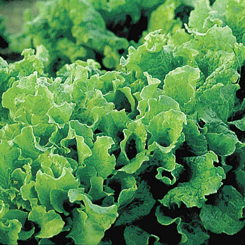 Black-Seeded Simpson Leaf Lettuce Seed