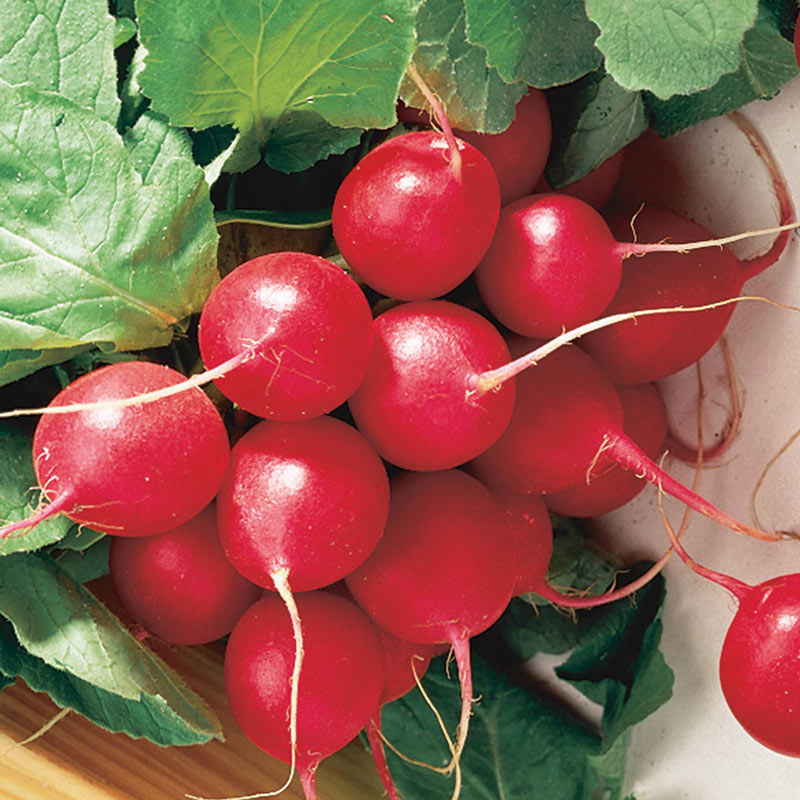 Cherry Belle Radish Seed