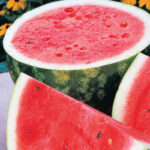 Rattlesnake Watermelon Seed