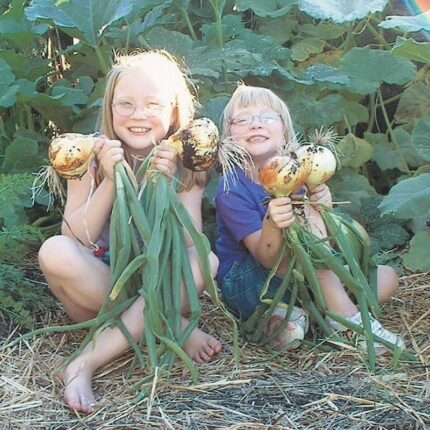 Candy Onion Hybrid