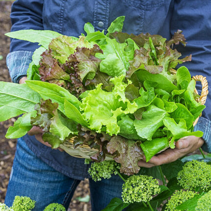 Gurneys Premium Lettuce Seed Blend