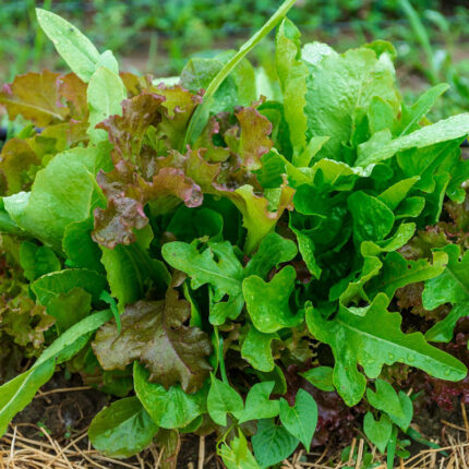 Gurneys Premium Lettuce Seed Blend