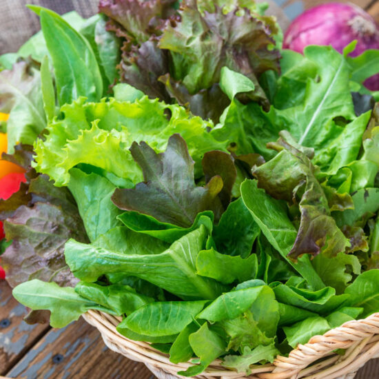 Gurneys Premium Lettuce Seed Blend