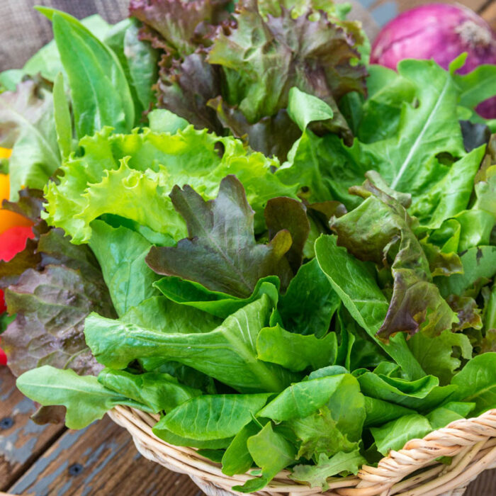 Gurneys Premium Lettuce Seed Blend