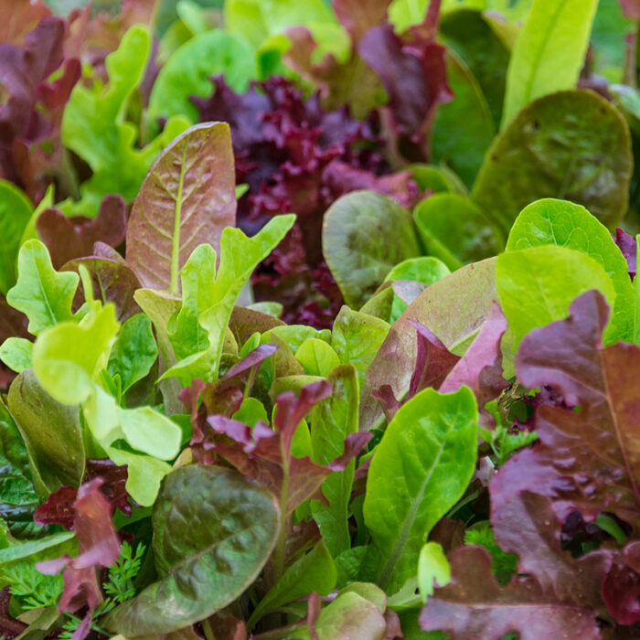 Gurneys Premium Lettuce Seed Blend