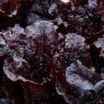 Dark Roden Leaf Lettuce