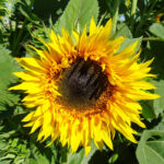 Starburst Panache Hybrid Sunflower