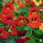 Dwarf Compact Mixed Nasturtium Seed