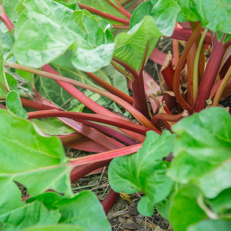 Hardy Tarty Rhubarb Plant
