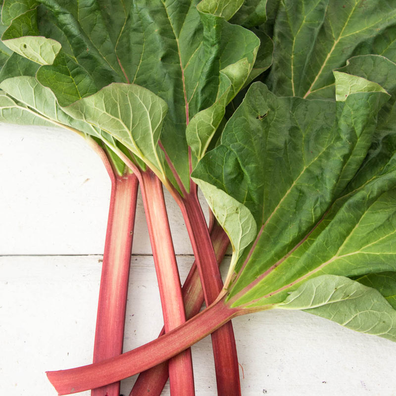 Hardy Tarty Rhubarb Plant