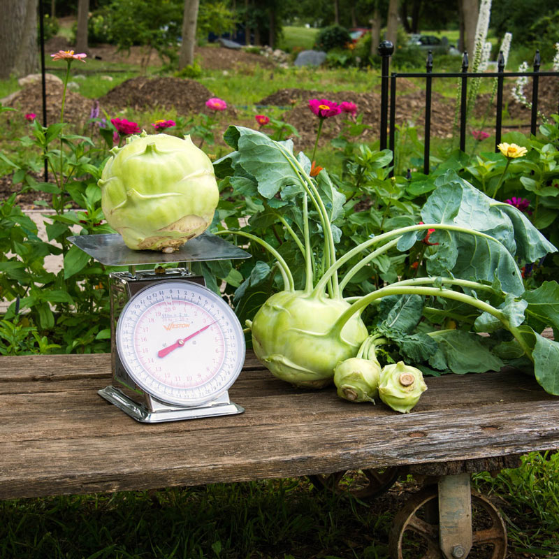 Kossak Hybrid Kohlrabi Seed
