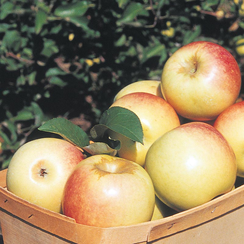 Sundance Apple Tree
