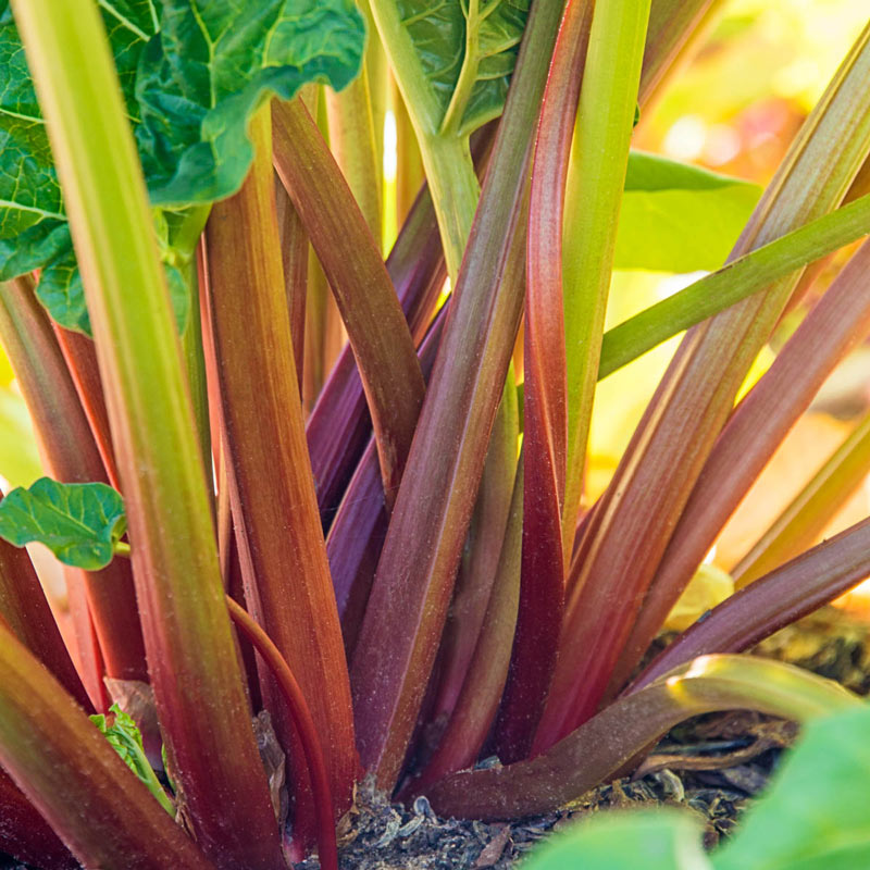 Glaskins Perpetual Rhubarb