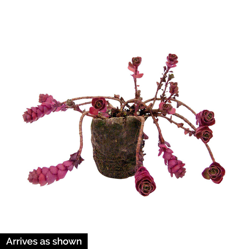 Red Creeping Sedum
