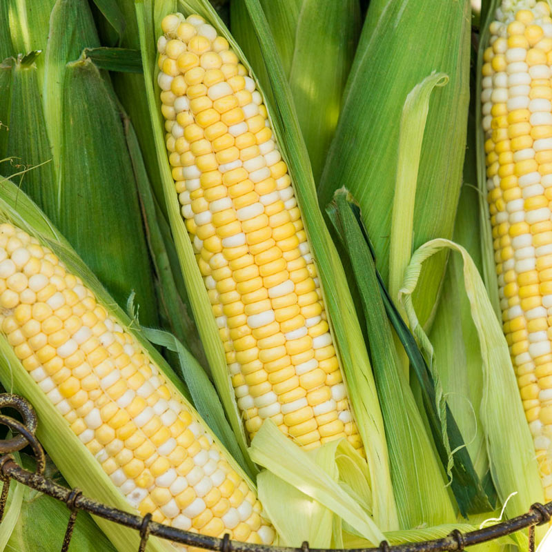 Gotta Have It Hybrid Sweet Corn Seed
