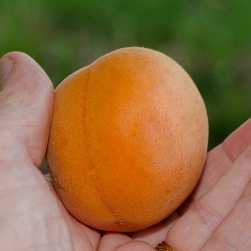 Katy Apricot Tree