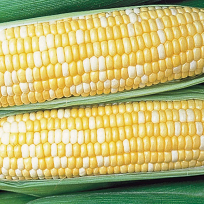Honey n Pearl Hybrid Sweet Corn Seed