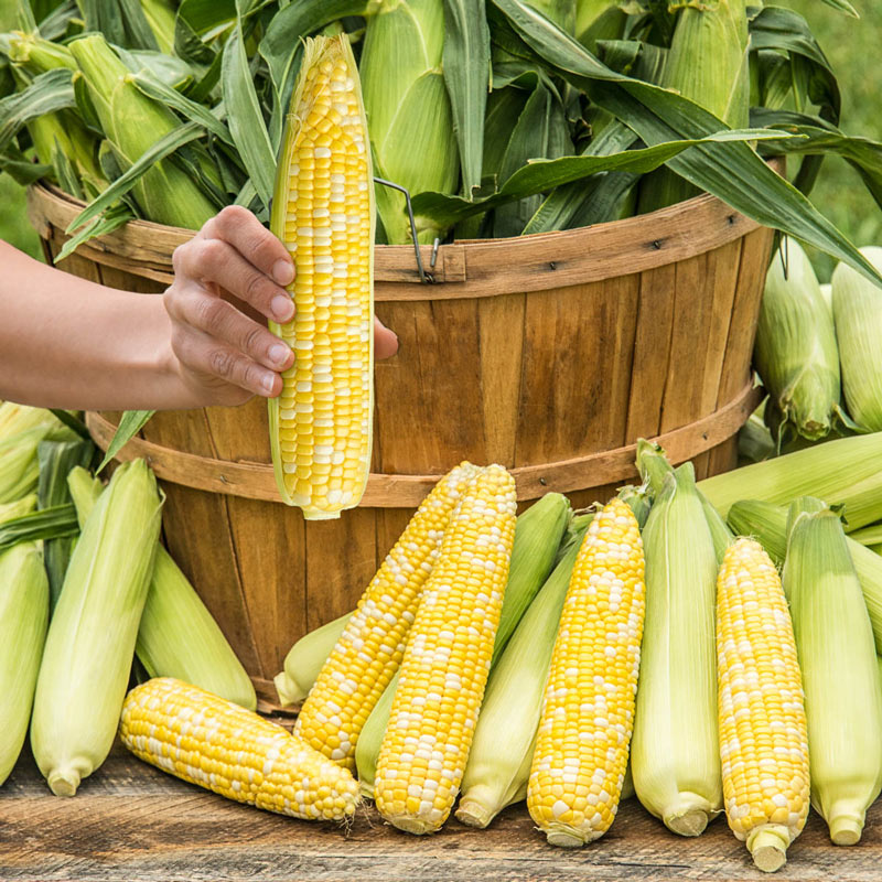 Simply Irresistible Hybrid Sweet Corn Seed