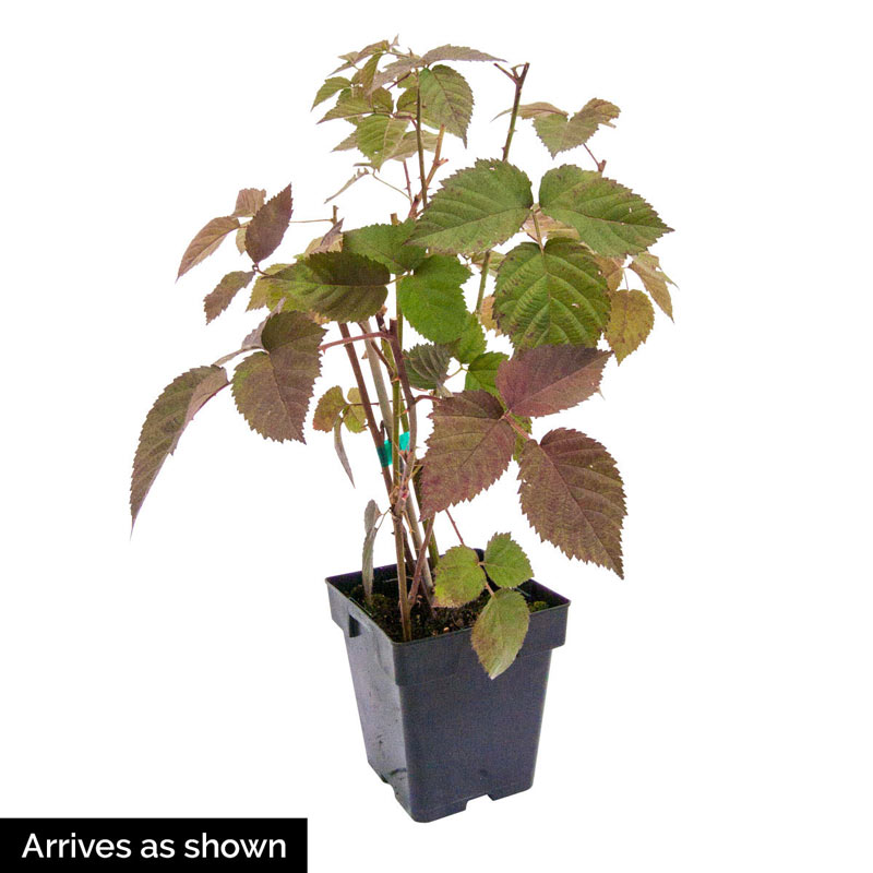 Arapaho Blackberry Plant
