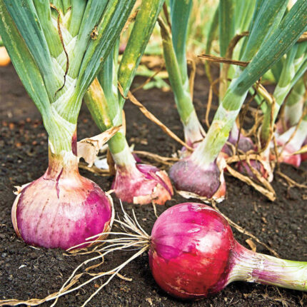 Red Candy Apple Onion
