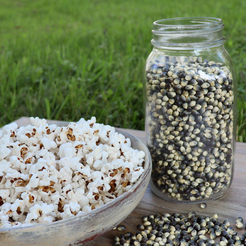 Shamans Blue Popcorn Seed