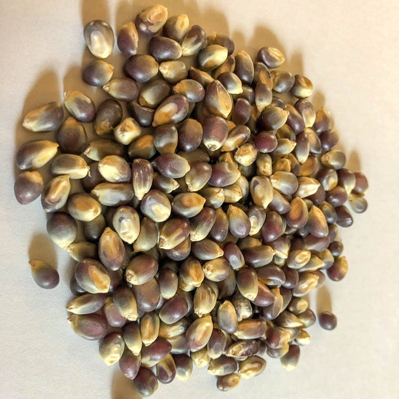 Shamans Blue Popcorn Seed