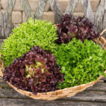 Eazyleaf Lettuce Mix