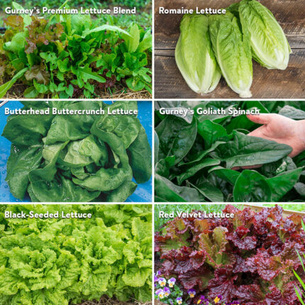 Gurneys Salad Lovers Collections