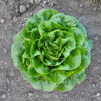 Xalbadora Mini Romaine Lettuce