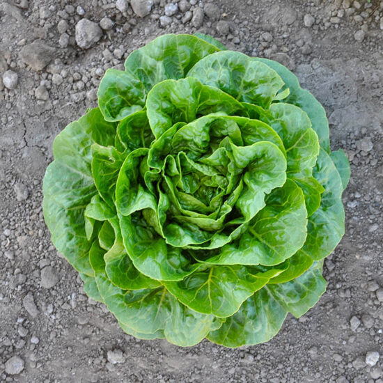 Xalbadora Mini Romaine Lettuce
