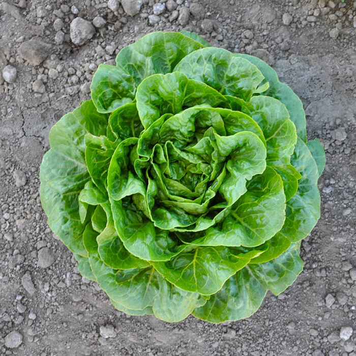 Xalbadora Mini Romaine Lettuce