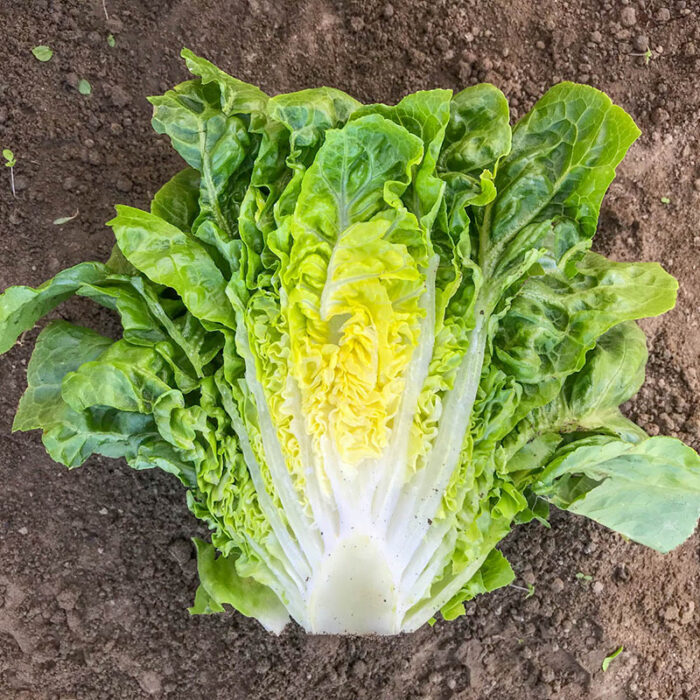 Xalbadora Mini Romaine Lettuce