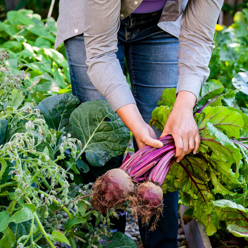 UnBEETable Hybrid Beet