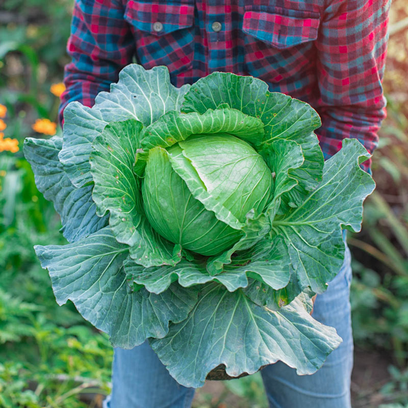 Slaw Master Hybrid Cabbage