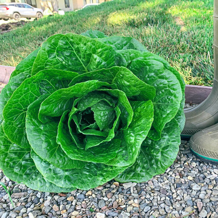 GurneysGiant Romaine Lettuce