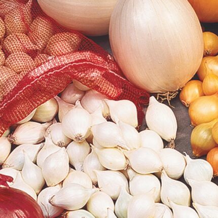 White Onion Set